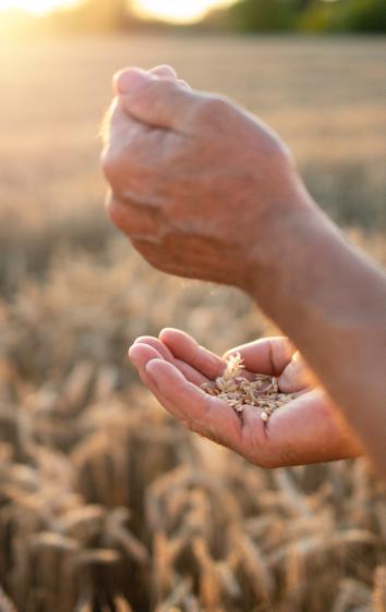 Two hands with wheat seeds