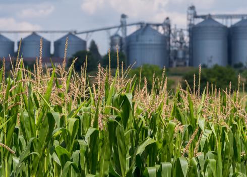 Grain silos behind rows of corn