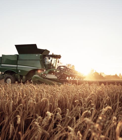 A combine in front of a sunset, harvesting wheat