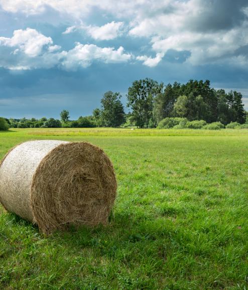 Round bale of hay in front of a blue sky