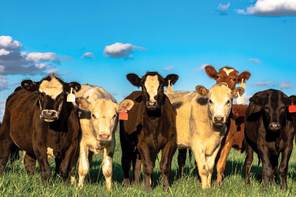 Stocker calves in front of a blue sky