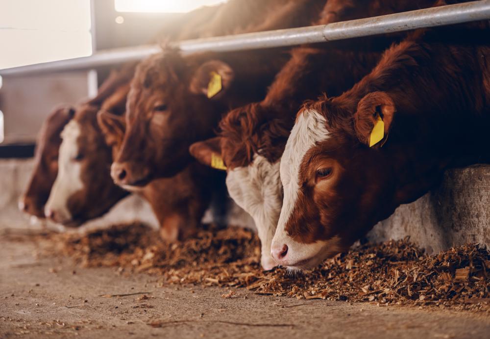 Line of cattle eating on a lot