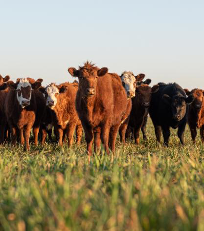Row of stocker calves in a field